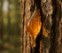 natural pine resin dripping from pine tree bark golden amber color